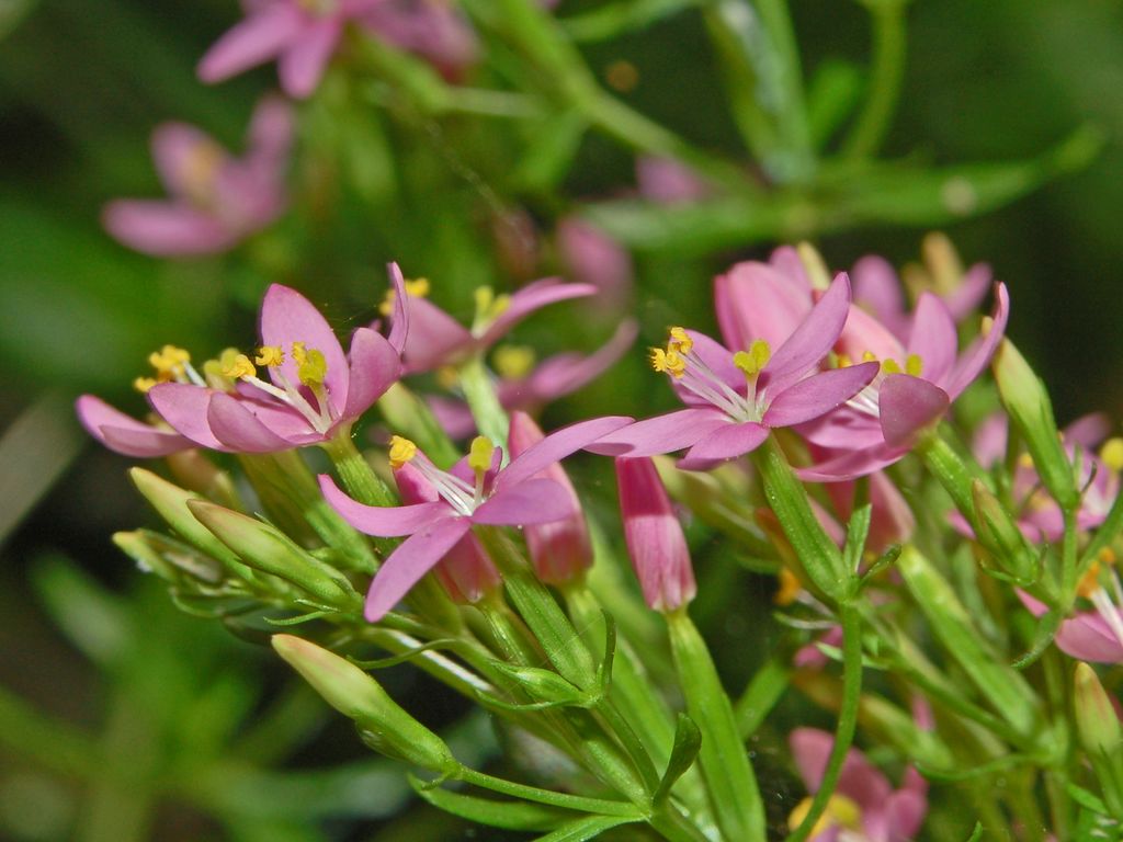 Centaurium erythraea